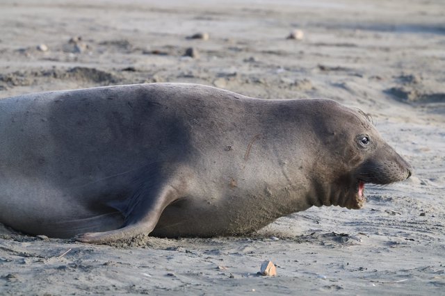 Young Elephant Seal Resting on Sandy Beach