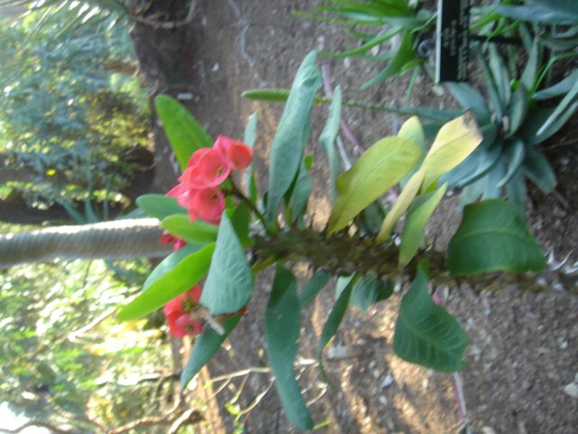 Red Blooms Amidst Lush Foliage