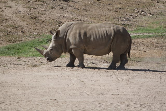 Mighty Rhino in the Wild