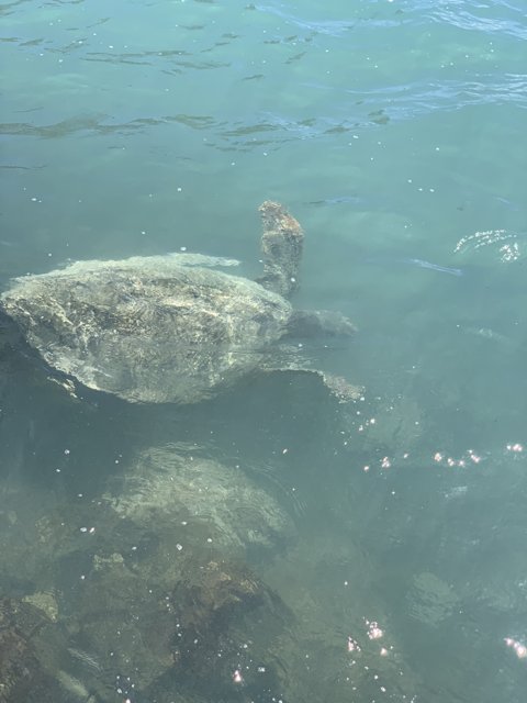 Graceful Sea Turtle in Hawaiian Waters