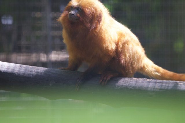 Golden Gaze: A Majestic Monkey at Honolulu Zoo