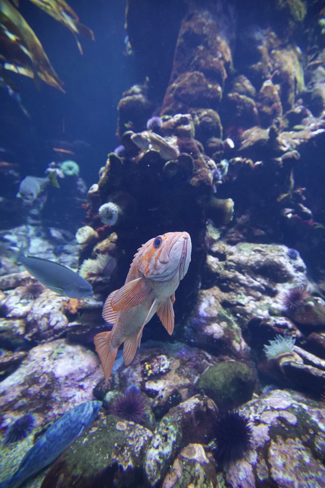Peach-Colored Fish Among Vibrant Coral Reef