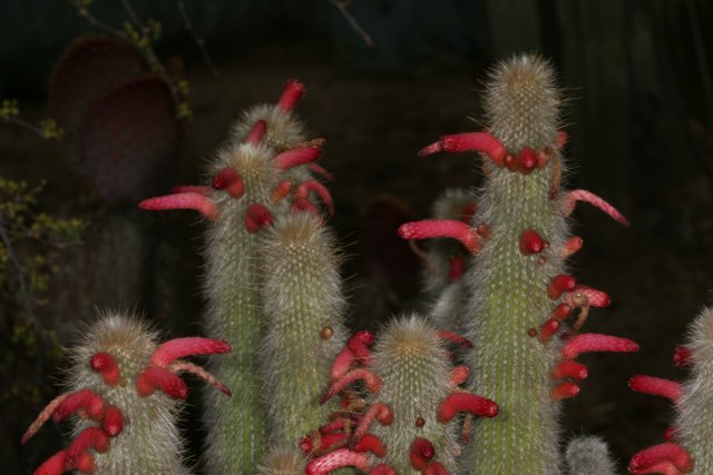 Red Blooms Among the Prickles
