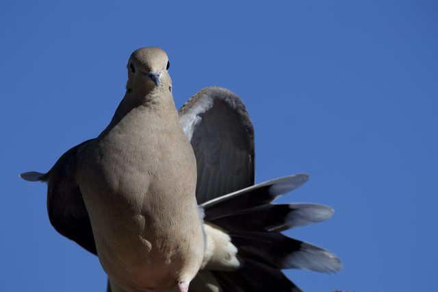Eurasian Collared Dove Portrait Against Clear Blue Sky