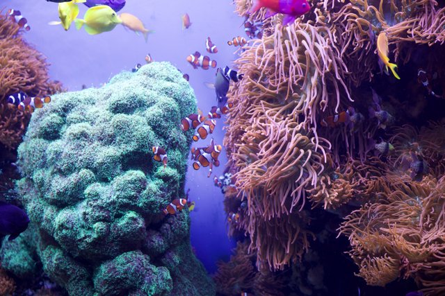 Vibrant Underwater Spectacle at Monterey Bay Aquarium