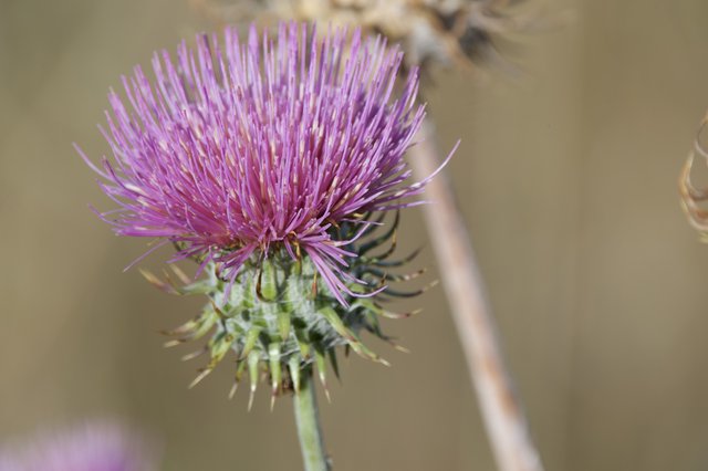 Vibrant Purple Thistle Blooming at Mount Diablo