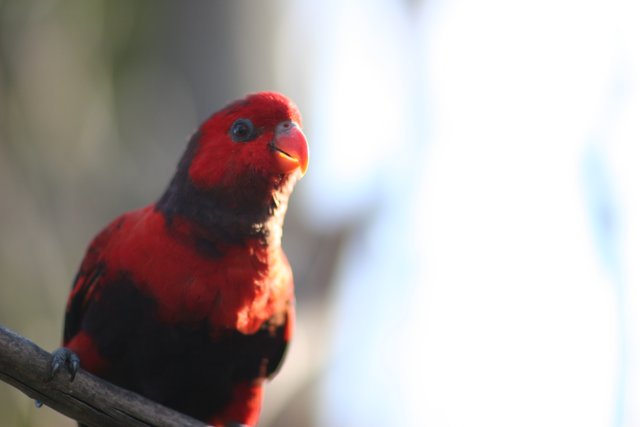 Red Parakeet on a Branch
