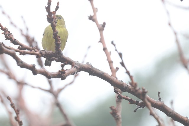 Yellow Finch Perched on Winter Branch
