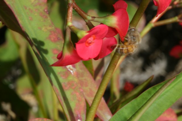 Busy Bee on Red Flowering Plant