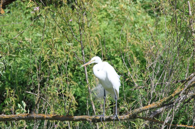 Great Egret Perched Among Spring Willow Branches