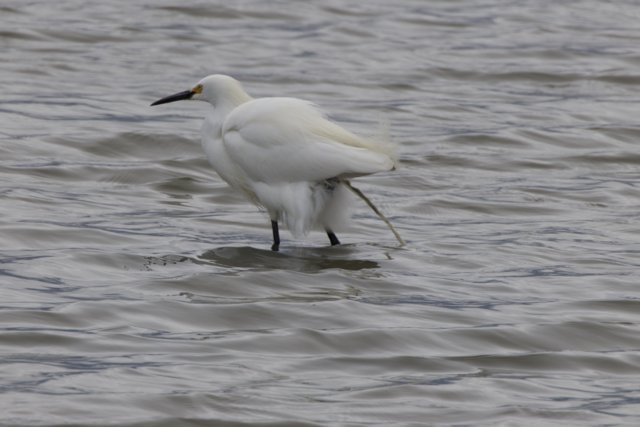 Elegant Egret in San Pablo Bay