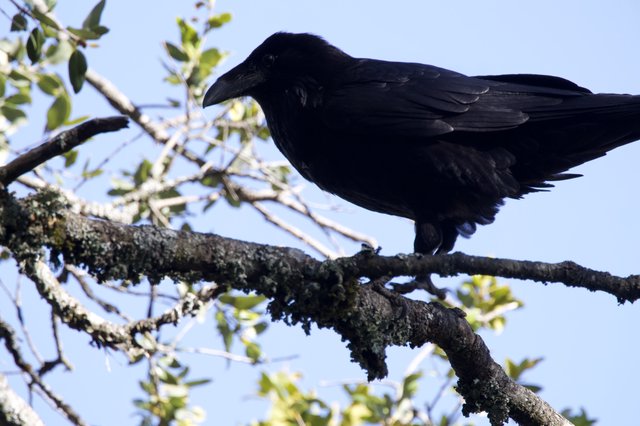 Raven Perched on Lichen-Covered Oak Branch
