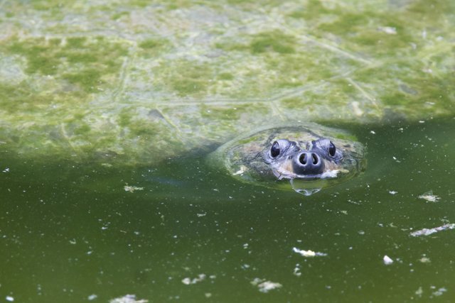 Peekaboo from the Pond – A Turtle Emerges