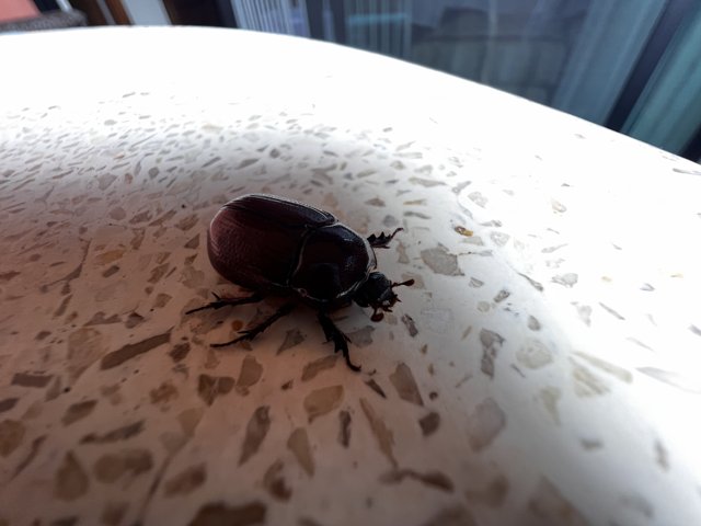 Scarab on the Table