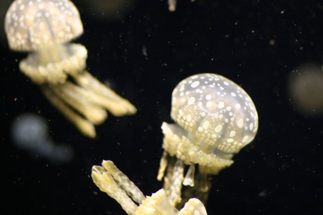 Majestic Jellyfish Duo