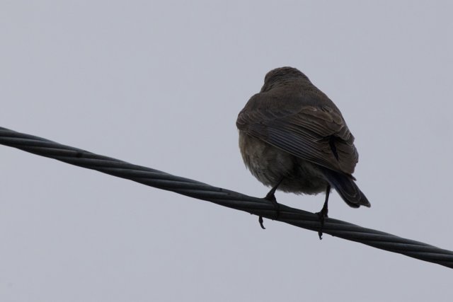 Perched on a Wire