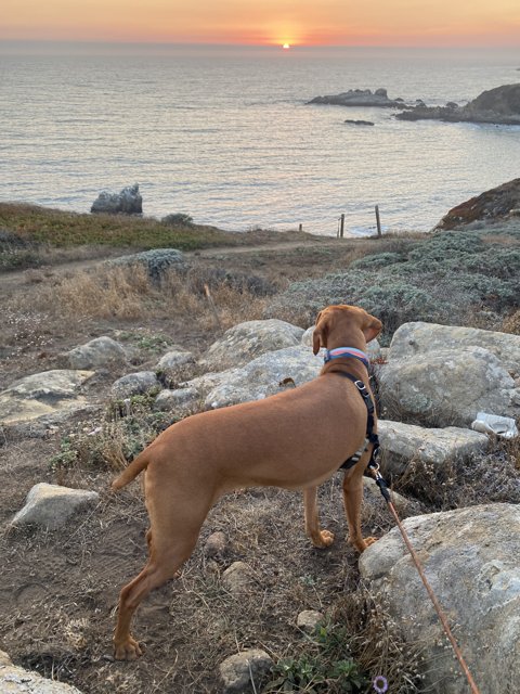 Rocky Paws by the Ocean