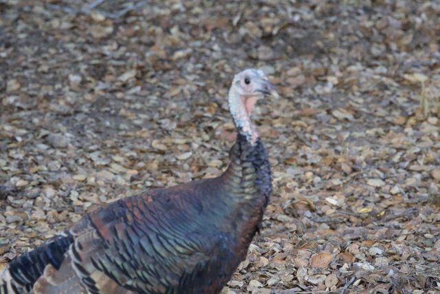 **Wild Majesty in Carmel Valley**