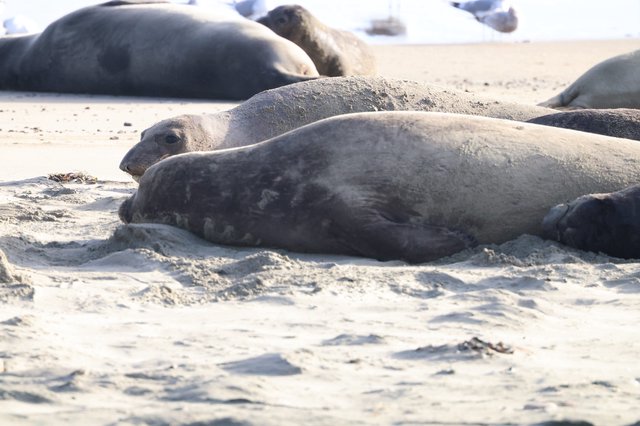 Elephant Seals Resting on Drakes Beach Sand