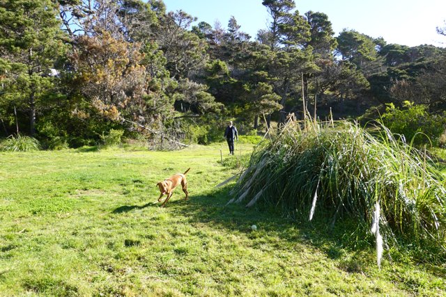 Golden Retriever and Person Strolling Through a Green Field