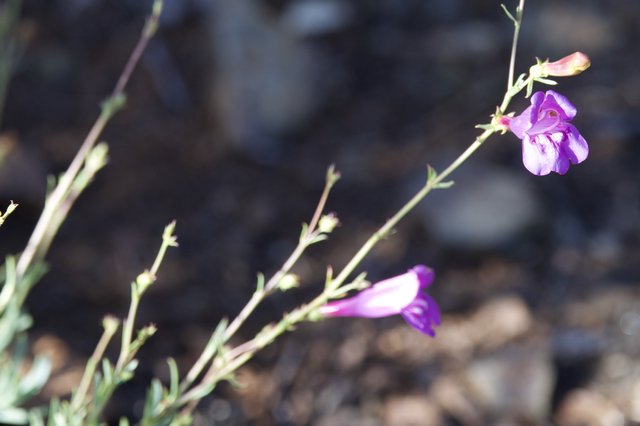 Delicate Purple Wildflowers Blooming on Rocky Hillside