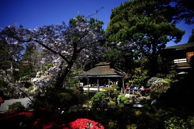 Serenity in the Japanese Garden