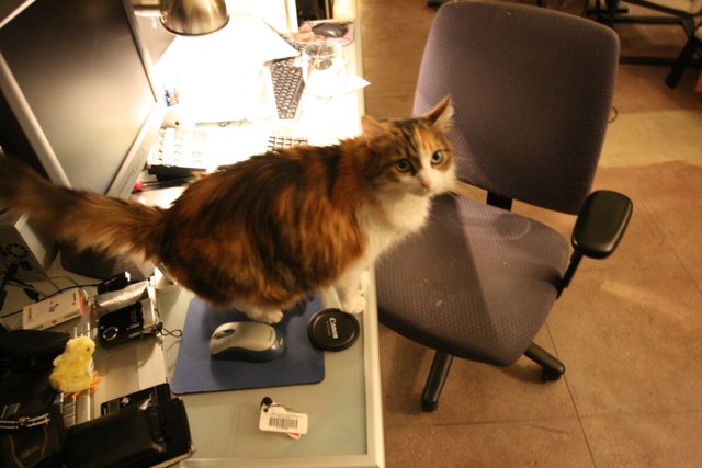 Desk Cat
