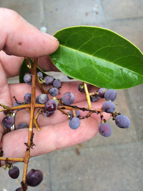 Harvesting a Blueberry Bounty