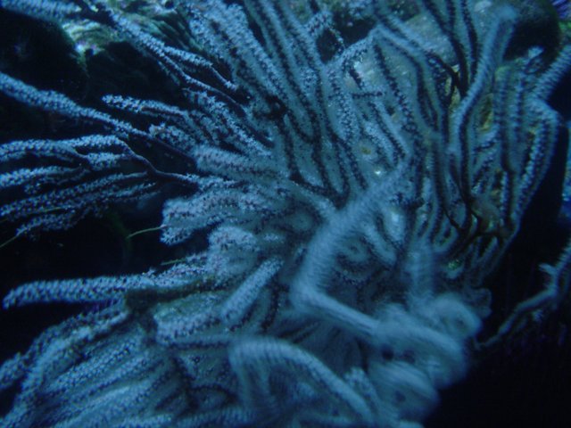 Serene Sea Anemone