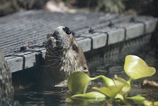 Curious River Otter