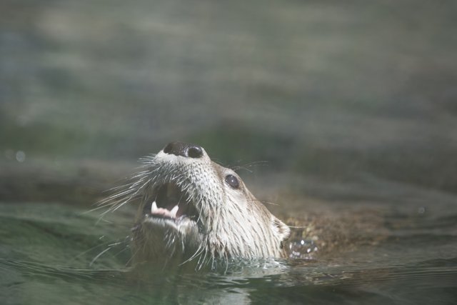 Curious Otter Emerges