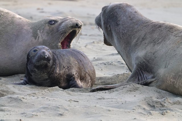 Elephant Seal Pup Drama at Drakes Beach