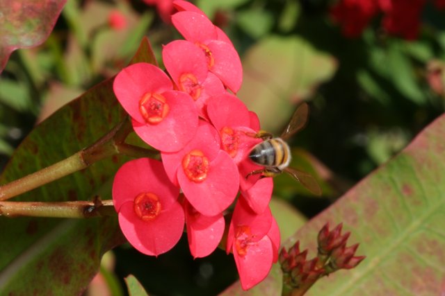 Buzzing on Begonias