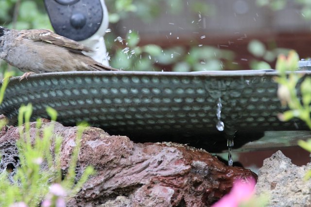House Sparrow Bathing in Garden Birdbath