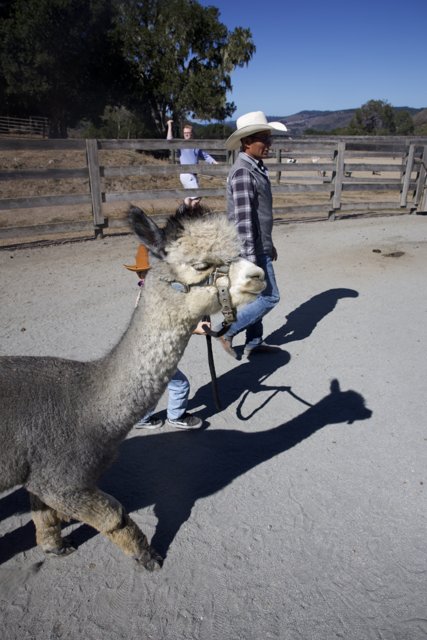 Llama Stroll Under the Ranch Sun