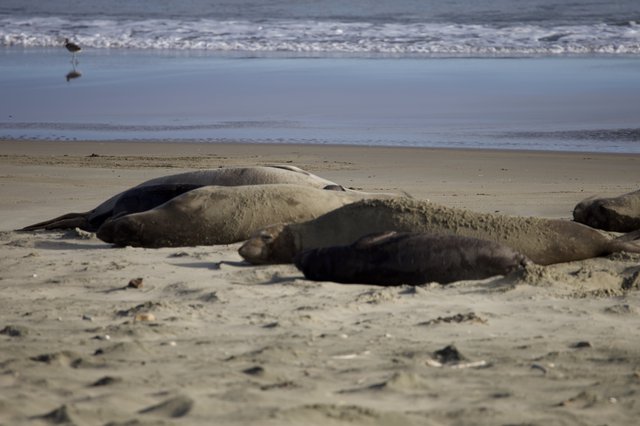Elephant Seals Resting on Drakes Beach Shore