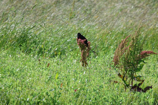 Red-Winged Blackbird Perched Among Prairie Wildflowers