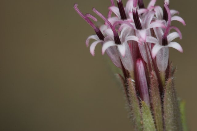 Close-up of a Geranium Flower with Abundant Pollen