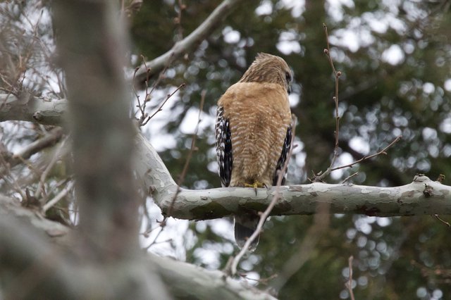 Red-shouldered Hawk Perched on Winter Branch