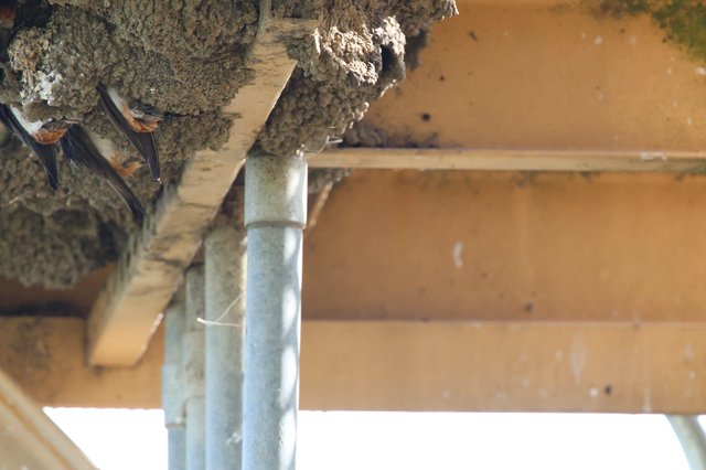 Cliff Swallows Building Mud Nest Under Wooden Structure