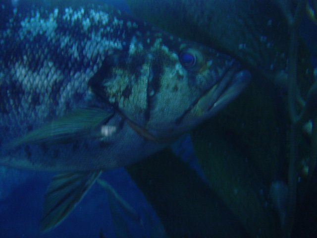 Striped Barracuda in the Deep Blue