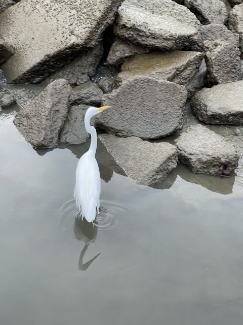 Elegant Great Egret on the Rocky Pond