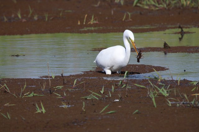 Great Egret Hunting with Crayfish in Wetland Shallows