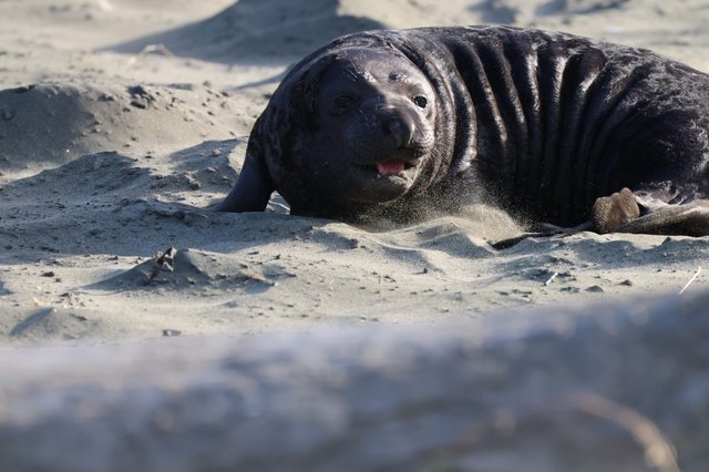 Northern Elephant Seal Pup Resting on Sandy Beach