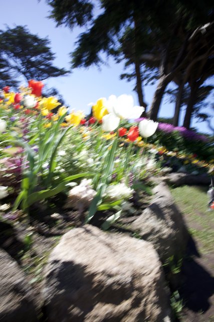 Golden Gate Bloom: A Display of Flora