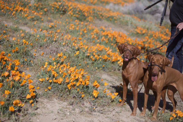 A Canine Adventure in a Field of Orange Flowers