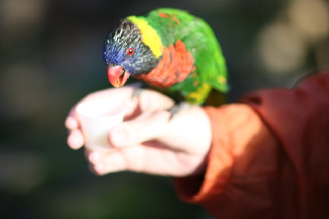 Colorful Parrot Perched on a Hand