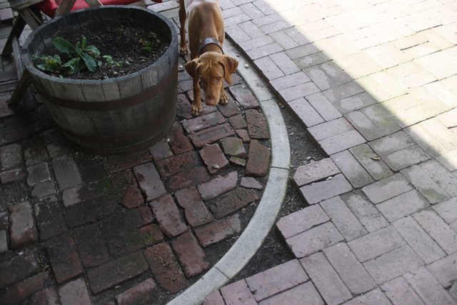 Potted Plant and Pup on Path