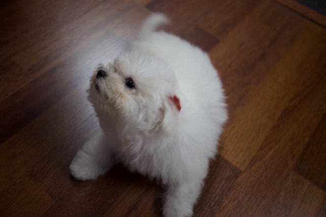 Petite Pup on Hardwood Floor