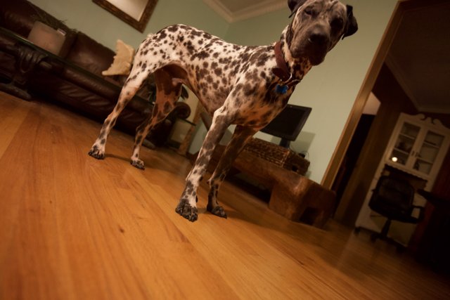 The Elegant Canine on Hardwood Floor